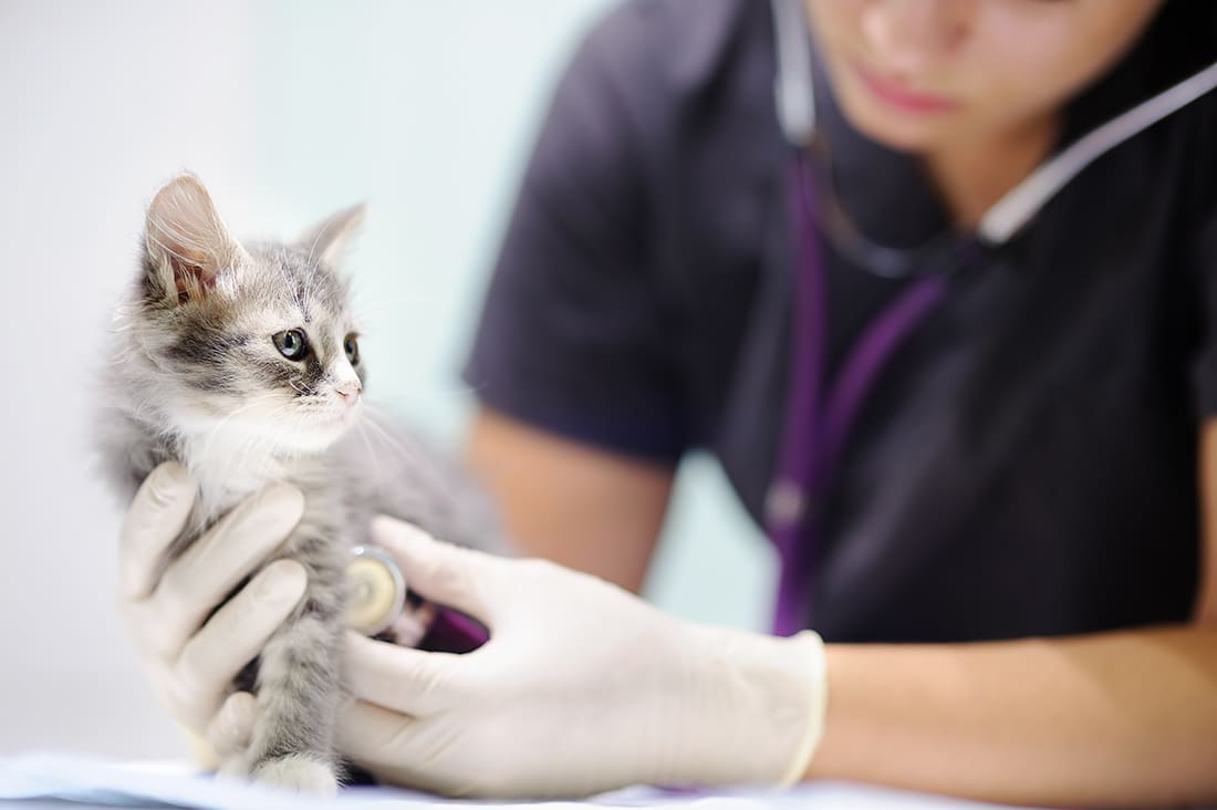 Clinique Véterinaire Univet - Vétérinaires à Cannes