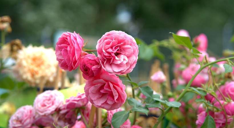 FÊTE DES ROSES ET DES PLANTES 2024